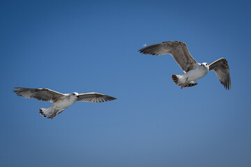 seagulls in flight