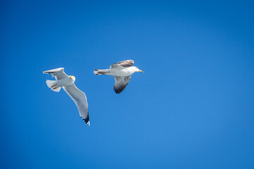 seagull in the blue sky