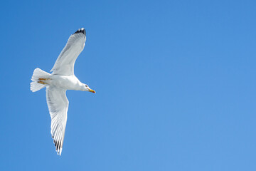 Obraz premium seagull in flight