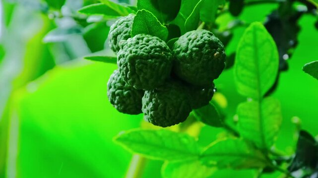 raindrops on kaffir lime leaves and fruits