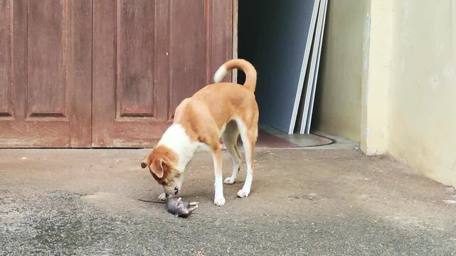 A brown and white dog is seen gripping a dead rat with its mouth on a wet outdoor pavement. This natural predator prey, rodent control by animals, and wildlife interaction in urban or suburban areas.