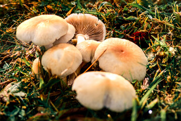 Morning Fungi in Caceres