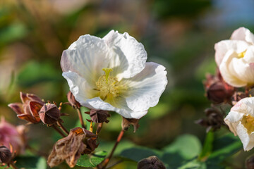 Obraz premium 晴れた日に咲く清楚な白い芙蓉（フヨウ）の花と蕾
