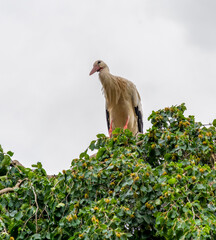 Stork on a treetop
