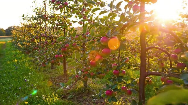 Close up perspective on delicate blossoms or nascent fruit, with a beneficial insect like a bee or ladybug, highlighting the vibrant ecosystem within the orchard.