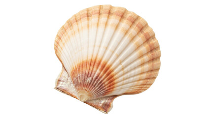 Isolated scallop shell in natural tan-orange gradient, studio shot, elegant aquatic texture