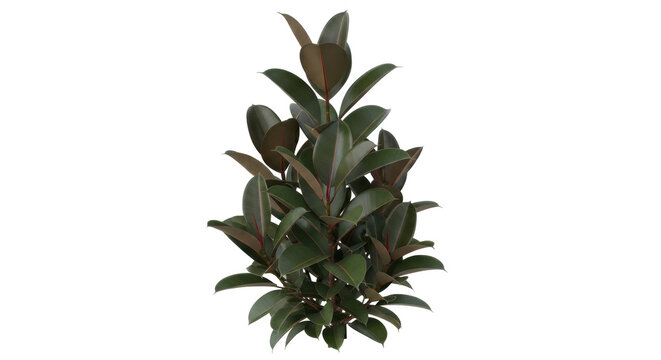 Isolated lush rubber tree ficus plant for houseplant collection, indoor gardening, decoration