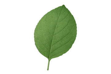 Obraz premium Green leaf illustrating nature, ecology, and growth with a plant, foliage, and botanical element on transparent background