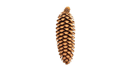 Isolated pine cone, natural brown texture, scales arranged to form conical shape, nature and plants