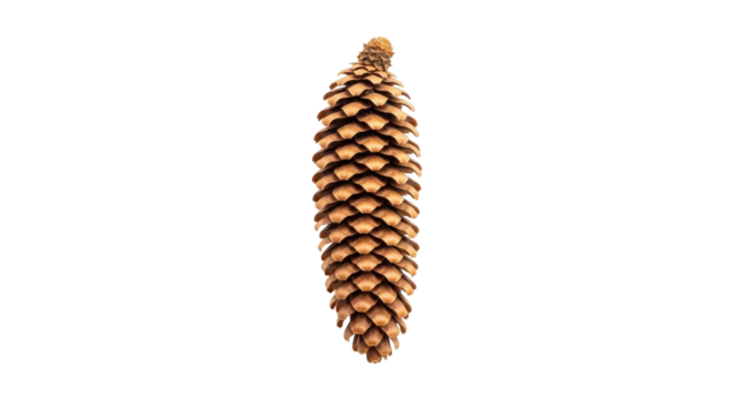Isolated pine cone, natural brown texture, scales arranged to form conical shape, nature and plants
