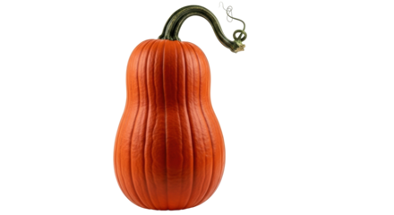 Isolated Long Orange Pumpkin for Decoration and Culinary Use with Twisted Stem, Seasonality
