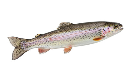 Isolated rainbow trout, fish species, on a neutral surface, for fresh seafood concepts