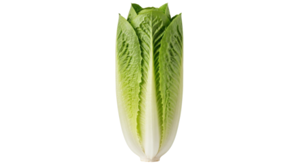 Isolated head of fresh romaine lettuce, leafy green vegetable for healthy eating, food prep
