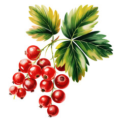 Red currants on branch with green leaves, watercolor
