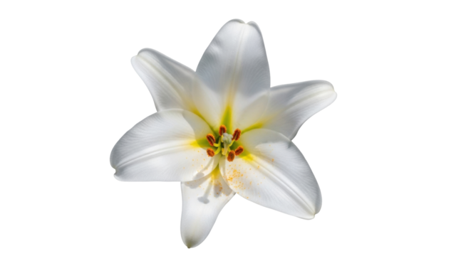Isolated blossom of white lily with yellow accents, showing botanical beauty and purity