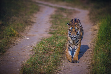 Subadult tiger taking a stroll in Panna National Park
