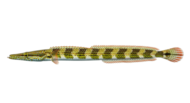 Isolated Banded Grunt, a colorful species of fish known for its distinctive stripe pattern body