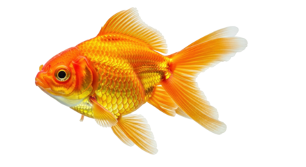 Isolated Goldfish swims gracefully, with flowing fins in detailed shot against minimal backdrop