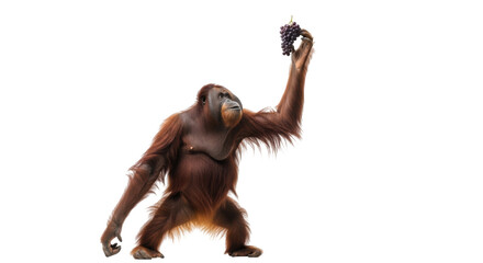 Isolated Orangutan holds up grapes to eat and enjoy, ape on its hind legs in a funny way © Ophelia