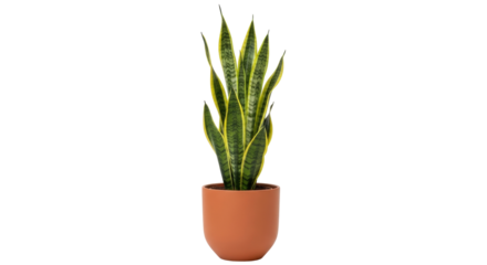 Isolated snake plant in pot, interior houseplant for indoor decoration, fresh and healthy
