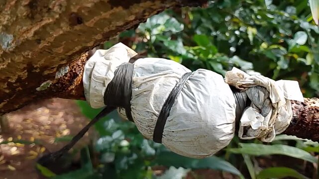 Mango Grafting Method, Plant grafting is an artificial vegetative propagation technique by making roots grow from the stem of the plant that is still attached to the parent plant.
