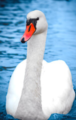 Close-up of a white swan swimming on blue water