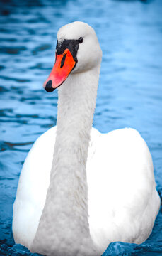 Close-up of a white swan swimming on blue water