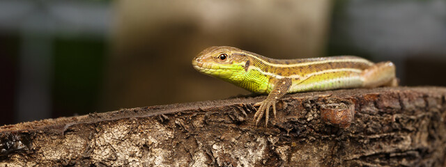 The green lizard