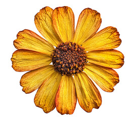 A close up of a yellow flower with brown spots