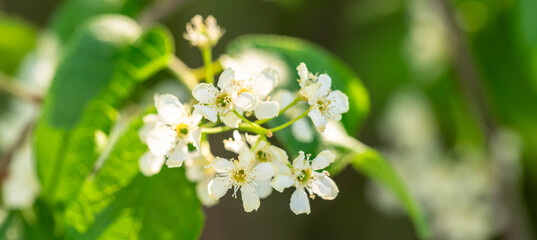 Spring banner Delicate bird cherry blossoms are surrounded by lush green leaves, illuminated by warm sunlight, creating serene atmosphere in natural setting, showcasing the beauty of springtime flora