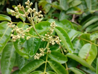 Longan fruit flowers on the tree.