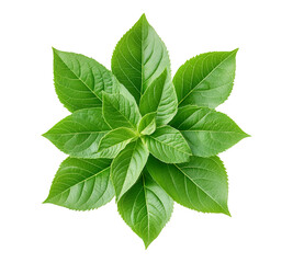 A leafy green plant with a white background