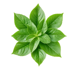 A leafy green plant with a white background