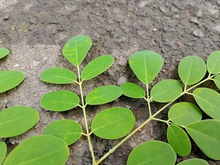 Moringa leaves (Moringa oleifera) Theme health.
