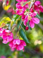 Close up of vibrant pink flowers of cherry tree surrounded by lush green leaves, illuminated by natural sunlight, creating lively and refreshing atmosphere in garden or natural environment