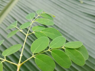 Moringa leaves (Moringa oleifera) Theme health.