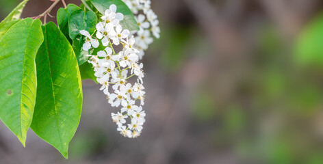 Delicate bird cherry blossoms are showcased alongside lush green leaves, creating a serene atmosphere in a natural environment, highlighting the beauty of spring and floral elegance Banner Copy space