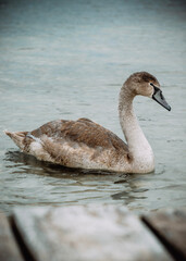 Juvenile swan swimming in shallow water