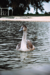 Young swan swimming on a calm lake