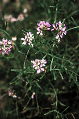 pink flower in the grass