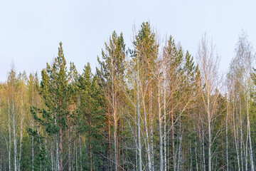 A vibrant forest scene showcasing a variety of tall trees, with sunlight gently filtering through the leaves, creating a serene atmosphere filled with natural beauty and tranquility