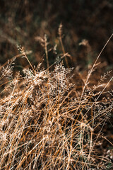 Fototapeta premium close up of dry grass