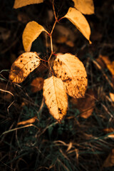 golden autumn leaves
