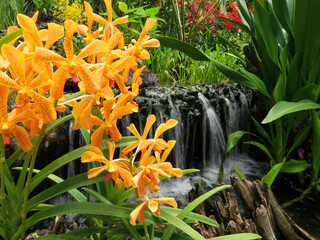 Colorful orchids, Singapore botanical garden