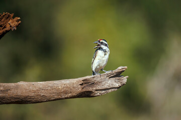 Acacia Pied Barbet standing front view in a log isolated in natural background in Greater Kruger National park, South Africa ; Specie Tricholaema leucomelas family of Ramphastidae