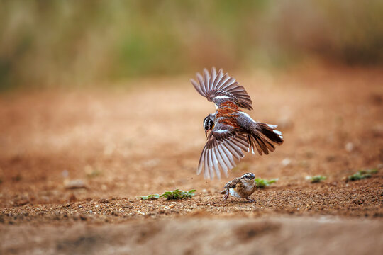 African Golden breasted Bunting adult flying over juvenile in Greater Kruger National park, South Africa ; Specie Fringillaria flaviventris family of Emberizidae