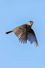 Adult Meadow Pipit (Anthus pratensis) in European grasslands