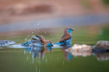 Two Blue-breasted Cordonbleu bathing and splashing in waterhole in Greater Kruger National park, South Africa ; Specie Uraeginthus angolensis family of Estrildidae