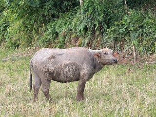 Naklejka premium Water buffalo standing in a field. The animal is covered in mud and has a rope around its nose