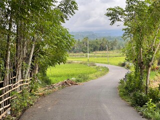 Scenic road through rice fields